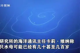 澳大利亚深海发现47米长水母，年龄可能几百岁，它为何能活这么久图片