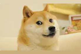 外网疯了！“狗狗币”暴涨沙雕网友闭眼买：谁买到谁暴富图片