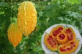 每日一诗之八十四：快乐生活即是道，插花种菜方人生图片