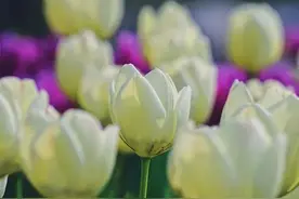 高清大图！中山公园樱花季即将收尾，郁金香接棒绽放图片