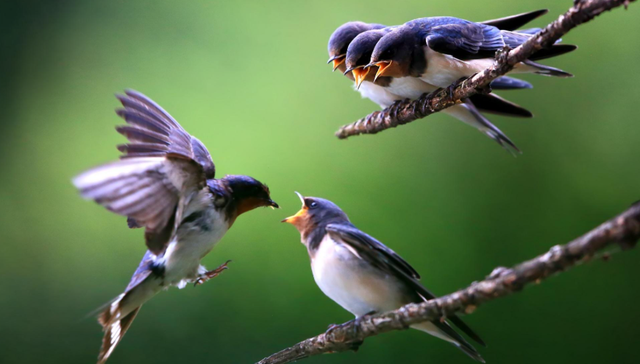 花胶炖燕窝牛奶 2026年花胶炖燕窝牛奶的功效