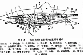 鱼类的形态构造（下）：循环系统、神经、感觉、尿殖和内分泌器官图片