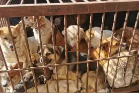 挂羊头卖狗肉？岳阳兰女士：希望监管部门伸伸手图片