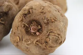 魔芋种芋切块繁殖栽培技术图片