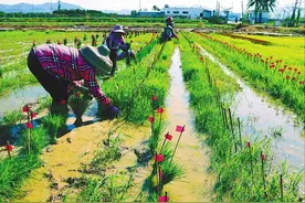 国家南繁科研育种基地(海南)加紧建设，助力打造南繁硅谷图片
