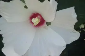 人体是由哪些物质组成的图片