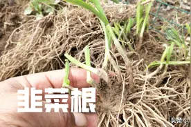 种植韭菜，什么时候移栽最合适？图片