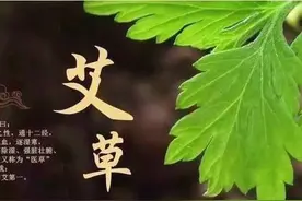 农村老人说艾叶收割有讲究，“前三后四”最合适！前三后四是啥？图片