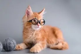 猫咪也会得艾滋病吗？图片