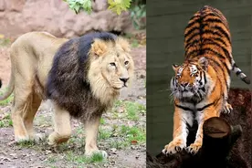 生物战争3：和上帝博弈的人类图片