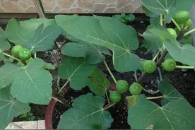 盆栽无花果结果后无花果干该怎么做呢？图片