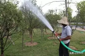 苗木浇水学问大着呢！有些人可能一辈子也参不透图片
