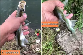 放生了又来？广州男子连续钓起同一条鱼四次，原因让人唏嘘图片