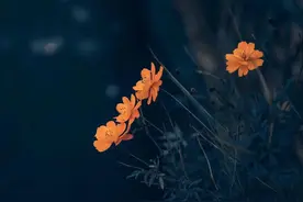 曾经那个被黄鼠狼咬掉鼻子的小孩图片