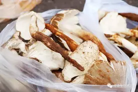 西昌迎来鸡枞高峰，鸡枞价格持续下滑，这里的最便宜图片