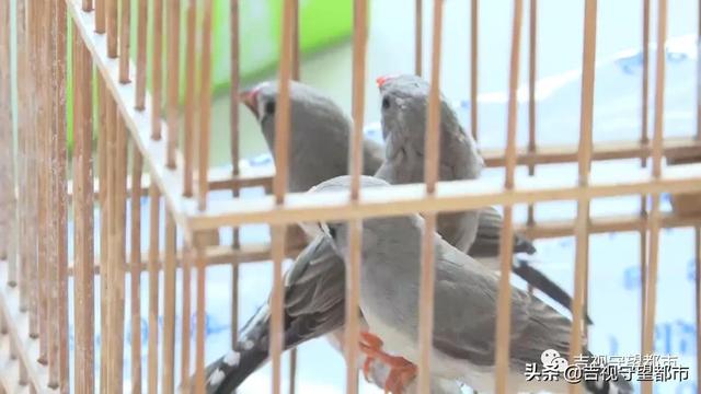 金青鸟 2026年金青鸟的叫声