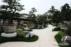 菜鸟讲堂丨盆景修剪知识入门图片