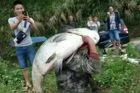 洪水来袭，湖北水库泄洪冲出无头鱼，老乡喊价20块一条现抓现卖图片