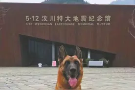 它是汶川地震中战功卓越的搜救犬，十四岁时走完了自己传奇的一生图片