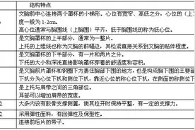 文胸各部位名称图片