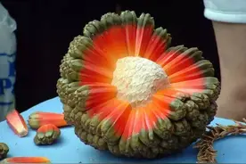 这些奇异水果你可能没吃过，有些都没听过，看完涨知识了图片