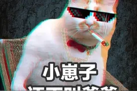 盘点被“猫霸王”欺负过的那些动物们图片