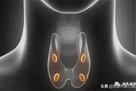 【医者解读】拿什么保护你——甲状旁腺图片