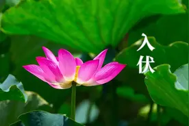 今年的三伏有多少天？入伏后，有什么风俗？为啥说“入伏怕坐空”图片