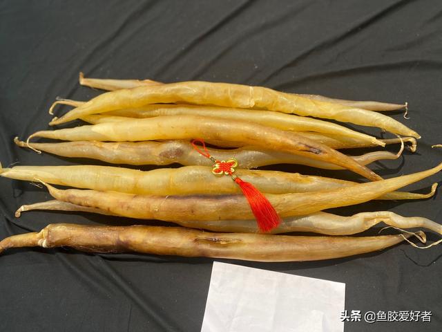 一斤花胶能吃多久 2026年一斤花胶可以吃多久