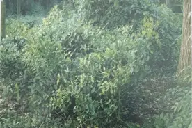 你耳熟能详的牙膏成分——两面针竟也是骨伤妙药！图片