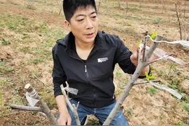 晋南山村弟兄俩：100亩山桃树摇身“变脸”巴旦木，创业有梦想图片