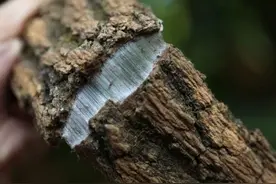 树内有“银丝”，树皮50一斤，却不知雄花价值更高，见到请保护图片