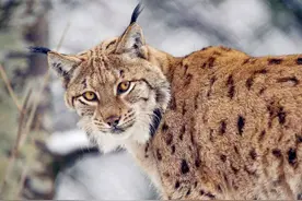四川甘孜发现猞猁，趴在雪山标记领地，群狼路过闻到其气味赶紧跑图片