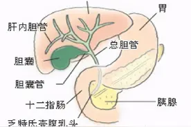 胰腺癌来临前，会先经历5个症状！发现1个，建议及早就医检查图片