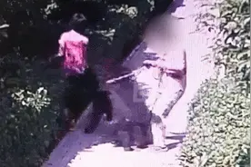 安阳“狗咬人”事件是基层治理生态显微镜图片
