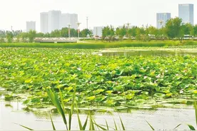 做好水文章 改善水环境——我市大力推进水生态环境建设综述图片