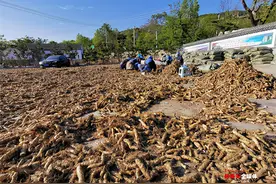 泰安大津口乡：产业链串联致富链 绿水青山变金山银山图片