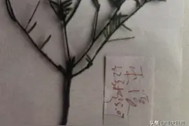 锯取3根枝丫 为何会被判处6个月有期徒刑图片