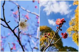 春色满园关不住，疫情过后又一春图片