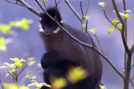 罕见记录！野生黑叶猴觅食现场 春日气息感受一下图片