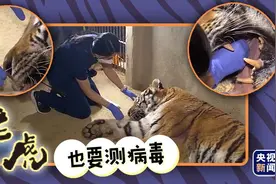 韩国动物园做新冠病毒检测 老虎也要被“捅鼻子”图片
