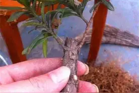 打破传统，令人耳目一新的多分枝花木扦插法，一步到位太劲爆了图片