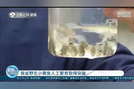 江苏野生小黄鱼人工繁育取得突破 预计明年春节可供应餐桌图片