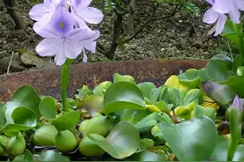 水葫芦入侵泛滥，它的弱点太搞笑了，只用一招就能把它困住图片