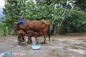养牛不卖牛，只为种牛黄，或可成为养牛人的一大增值新希望！图片