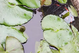 花朵水上漂，鱼儿水中游图片