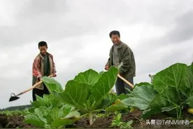 在俄罗斯种菜的80后小伙混得怎么样了？比在非洲种菜利润还大图片