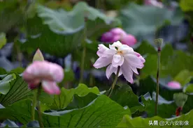 安徽六安：夏至恰逢父亲节，雨打荷花诗意浓图片