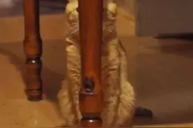 喵星人躲猫猫，无疑暴露了自己智商的段位……黑猫在这一轮完胜！图片