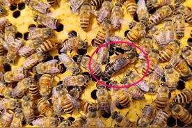 养蜂人春季该如何给蜂群替换老蜂王？需做好四个字“弱处强产”图片